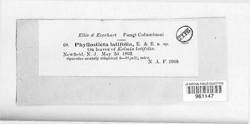 Phomopsis latifolia image